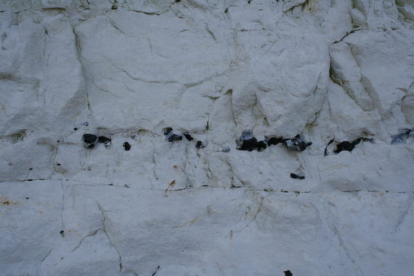 Nodules de silex noirs dans la craie, Baie de Somme