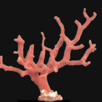 Corail rouge, exemple de biominéral