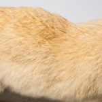 Poils (fennec)