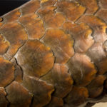 écailles (vipère) ou écailles (pangolin)