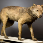 Loup gris , Cannis lupus