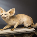 Fennec