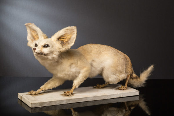 Fennec