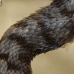 Ecailles (vipère) ou Ecailles (pangolin)