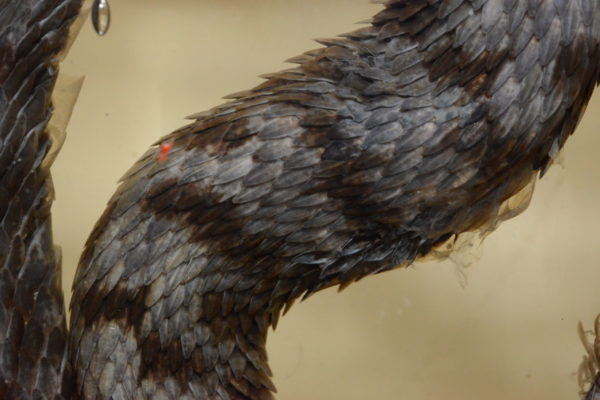 Ecailles (vipère) ou Ecailles (pangolin)