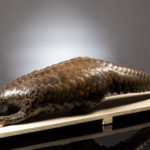 Pangolin
