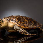 Tortue