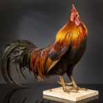 Coq