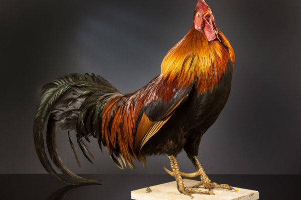 Coq