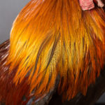 Plumage de coq