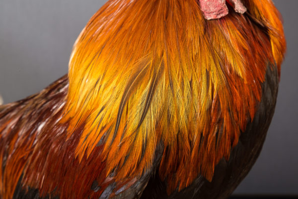 Plumage de coq