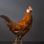 Poule