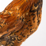 Plumage poule