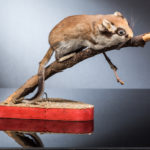 Lérot commun