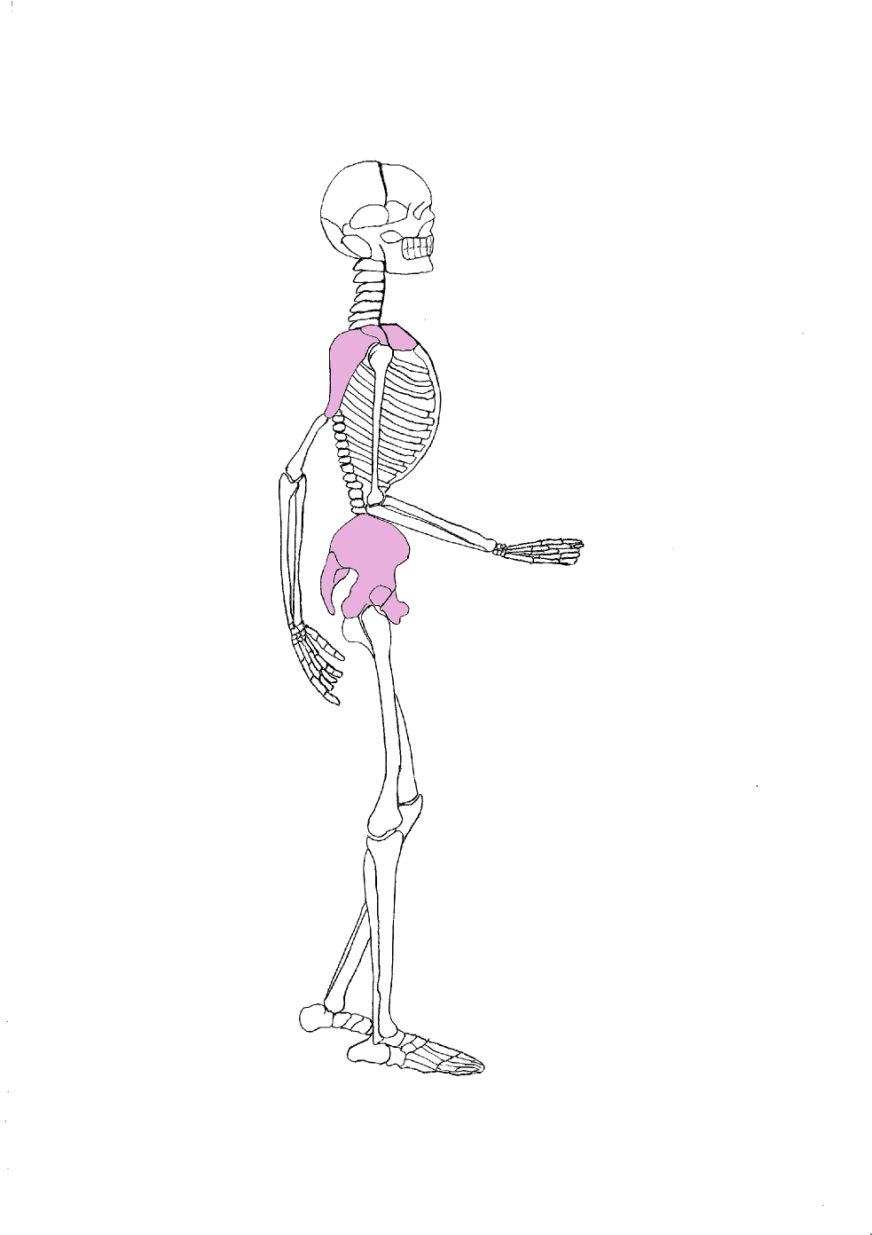 squelette d’homme