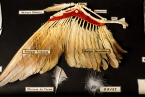 aile d’oiseau avec les différentes types de plumes