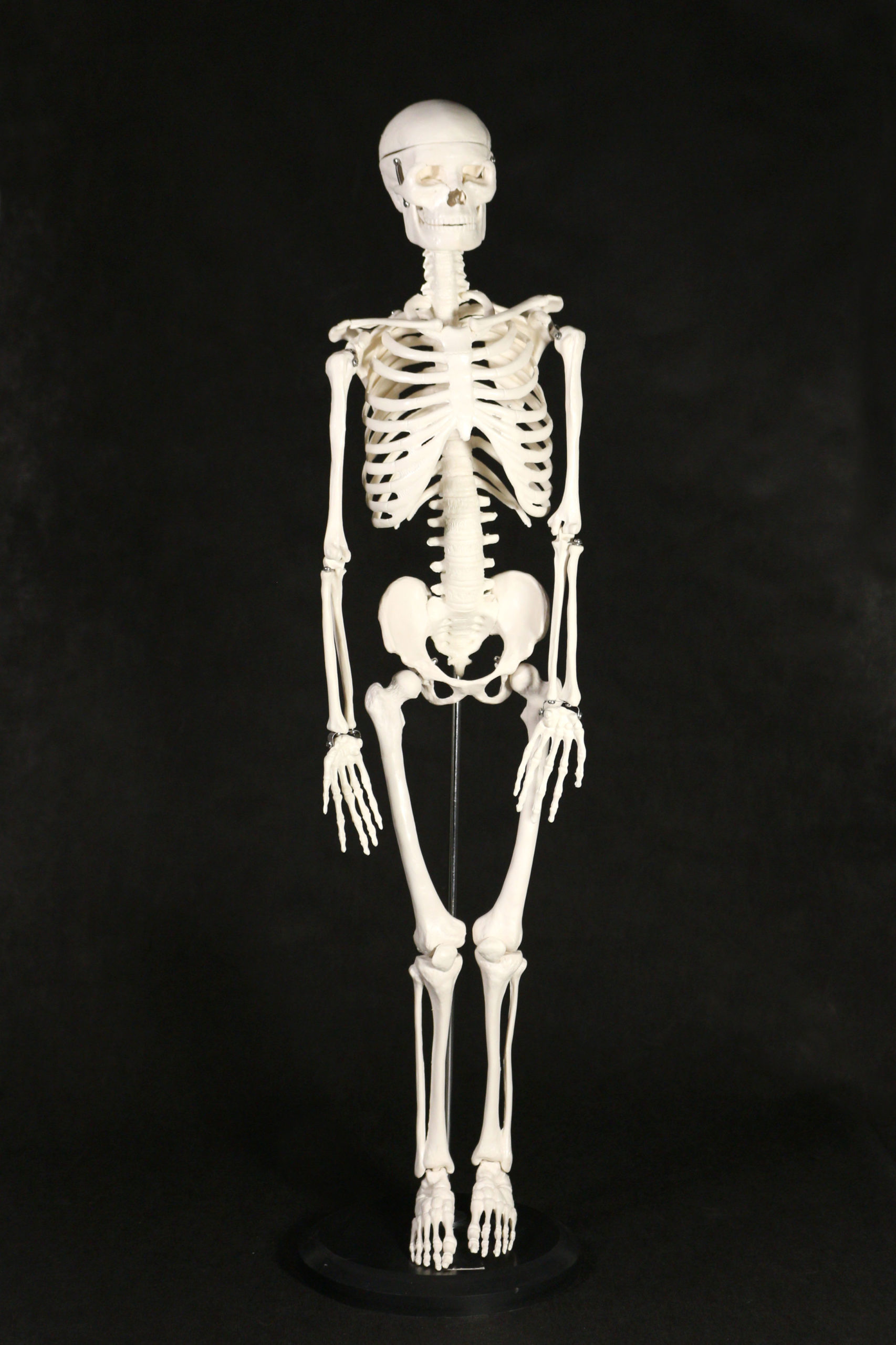 squelette d’homme