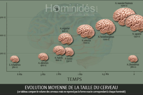 évolution temporelle de la taille moyenne du cerveau