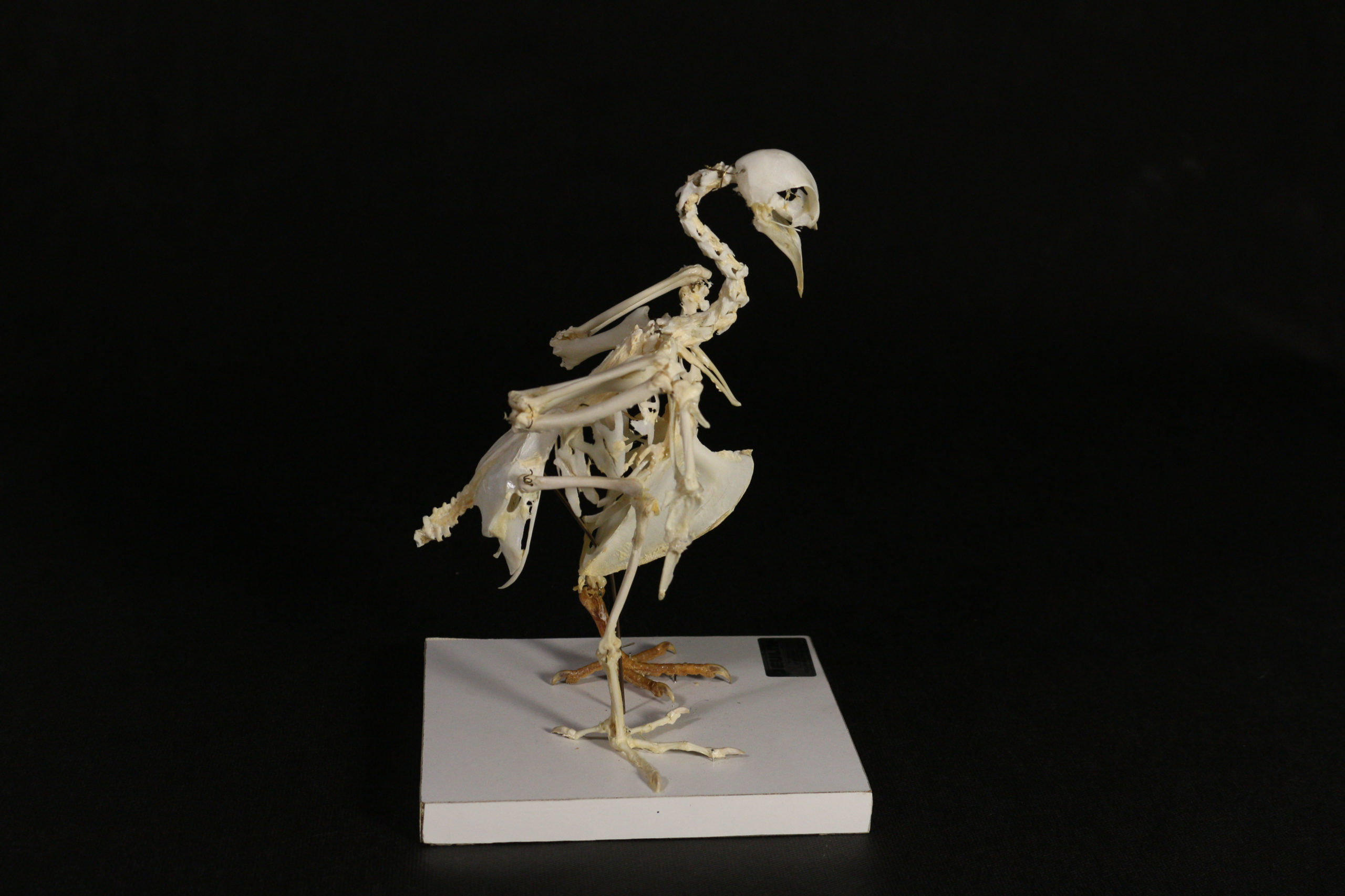 squelette de d’oiseau