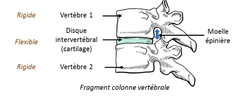 Fragment colonne vertébrale