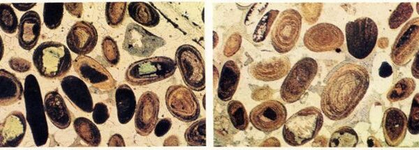 Minerai de fer oolithique d’âge Toarcien (180 à 175 millions d’années) appelé minette de Lorraine (observation microscopique)